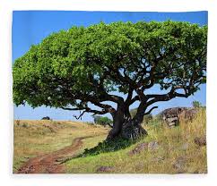 Image result for Ficus lutea