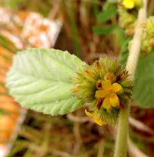 Image result for Waltheria
