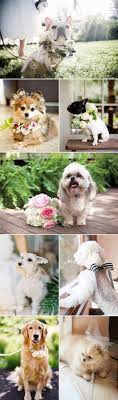 27 Adorable Wedding Dogs Praise Wedding Dog Wedding Photos With Dog Wedding Pets