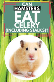 Can guinea pigs eat zucchini: Can Hamsters Eat Celery Including Stalks Hamsters 101