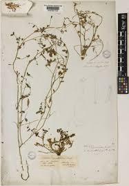 Image result for Antopetitia abyssinica