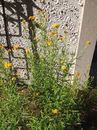 Garden Answers Plant Identification Yellow Flowers Plant Identification Plants