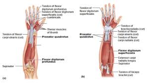 Tutorials and quizzes on muscles that act on the forearm/ forearm muscles (flexors and extensors of the forearm), using interactive animations and diagrams. Muscles Of The Forearm