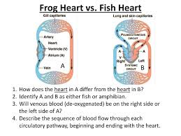 Studies are said to indicate cuttlefish to be among the most intelligent invertebrates. Ppt Frog Heart Vs Fish Heart Powerpoint Presentation Free Download Id 2809075