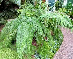 Image result for Asplenium diplazisorum