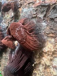 Image result for Stemonitis splendens