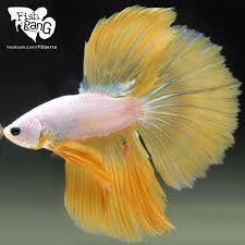 Facebook Com Fgbetta Betta Betta Fish Care Fish