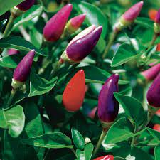 'medusa' ornamental pepper dwarf 'medusa' is ideal for containers, growing just 6 to 8 inches tall. Ornamental Pepper Capsicum Annuum My Garden Life