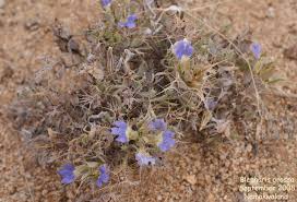 Image result for Blepharis