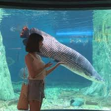 Discounts associated with promotional codes can be applied to. Awesome Deal Aquaria Klcc Tickets