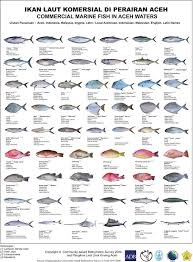 Ikan pelangi / rainbow fish. Ikan Laut Komersial Di Aceh Portal Belajar Bahasa Aceh