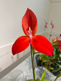 Image result for Disa satyriopsis