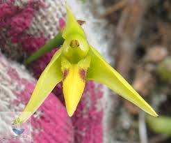 Image result for Bulbophyllum longiflorum