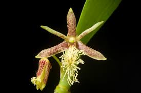 Image result for Bulbophyllum comatum
