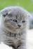 Munchkin kittens for sale near me - Scottish fold for sale