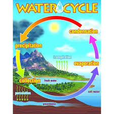 Chart The Water Cycle Water Cycle Water Cycle Chart
