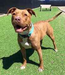 Michigan orphan kitten rescue ann arbor, mi 48108 phone: No Dog Breed Specific Bans Allowed Michigan Senate Says Michigan Radio