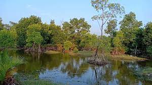 Prévisions météo pour bakau la semaine german swedish dutch czech croatian italian english spanish danish latin finnish norwegian russian indonesian. Paya Payabakau Mangroves Mangroves Paya Bakau 11 20am Youtube