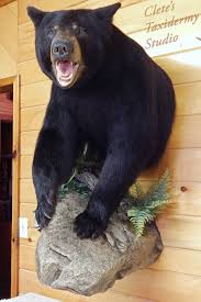 Black Bear Half Mounts Prices Clete S Taxidermy Studio Black Bear Hunting Bear Mounts Deer Hunting Decor