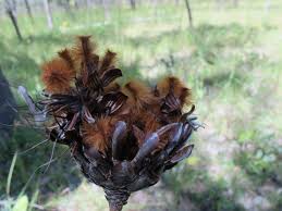 Image result for Monotes engleri