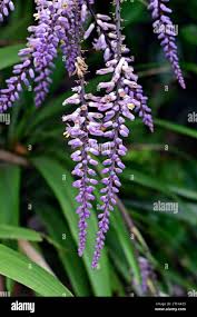 Image result for Cordyline stricta