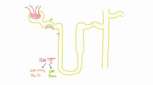 Role Of Urea In The Kidney Part 1 Youtube