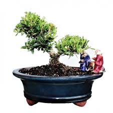Бонсай буксус или самшит ( лат. Buxus Diy Bonsai Tree Kit Medium