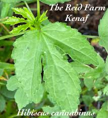 Image result for Hibiscus cannabinus