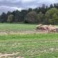 Outdoor pigs and grass cover: A sustainable event image
