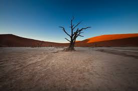 Camel thorn is deciduous shrub or tree that belongs to the pea family. Namibia Namib Naukluft Dead Vlei Dead Camel Thorns In Front Of Desert Dune Mpaf00095 Markus Pavlowsky Westend61