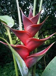 Image result for Heinsia zanzibarica