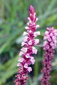 Image result for Satyrium crassicaule