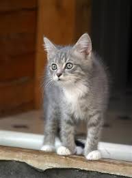 Download in under 30 seconds. Attentive Grey Tabby Kitten Grey Tabby Kittens Kittens Cutest Cats