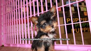 Stop in today for some tail wagging fun with these cuties! Yorkshire Terrier Teacup For Sale Near Me