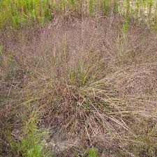 Image result for Eragrostis macrochlamys
