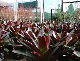 Image result for Alcantarea