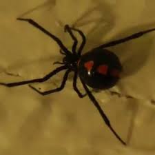 Due to health concerns for staff and pupils the schools will be they are one of only around a dozen spiders in the uk capable of biting humans, but are not. Deadly Black Widow Spider Found An Inch From Dundee Car Nut S Face As He Renovated Classic Motor Daily Record