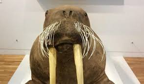 Giant Walrus named Marmalade after a public vote | the mcmanus