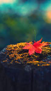 Iphone Wood Wallpapers Hd From Uploaded By User Autumn Leaves Wallpaper Best Nature Wallpapers Fall Wallpaper