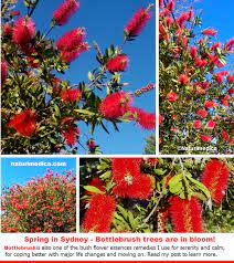 Bottlebrush Australian Bush Flower Essences Remedy For Letting Go Emotionally And Physically Flower Remedy Flower Essences Flower Essences Remedies