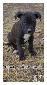 We are a small select kennel in south australia producing sound i personally love the dark reds but we also have brindles & fawns. Bullmastiff Puppies For Sale Qld