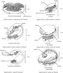 Image result for Echinochloa brevipedicellata