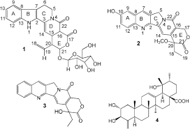 Image result for Mostuea