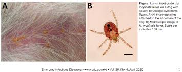 Image result for Trombicula autumnalis