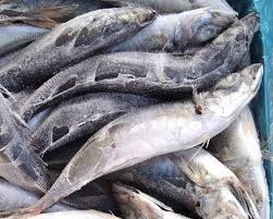Kote Fish Box