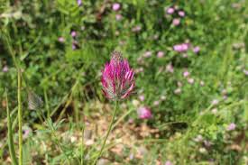 Image result for Trifolium baccarinii