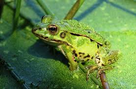 Sauver les grenouilles de Lorraine » BLE Archives