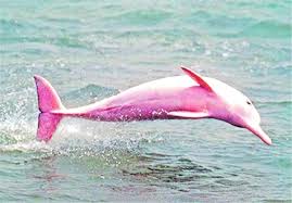 delfin rosa bilaketarekin bat datozen irudiak