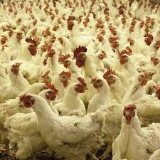 A swollen abdomen (stomach) is an uncomfortable symptom which many people experience from a swollen abdomen is also called a bloated stomach and is often accompanied by abdominal pain or. Causes Of Abdominal Problems In Chickens Agriculture In Zambia