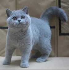 Pin By Anna Lea Sevo On Animals British Shorthair Cats British Shorthair Kittens Cats